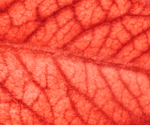 Aborto spontaneo frequente: eparina non sempre consigliabile