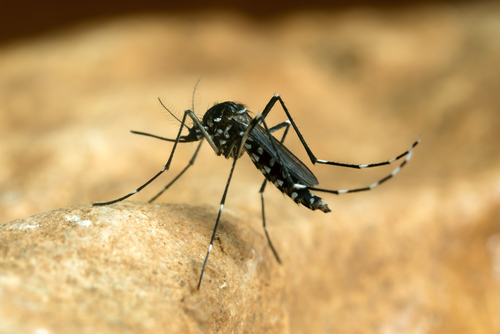 Chikungunya, vaccino disponibile entro 4-6 anni