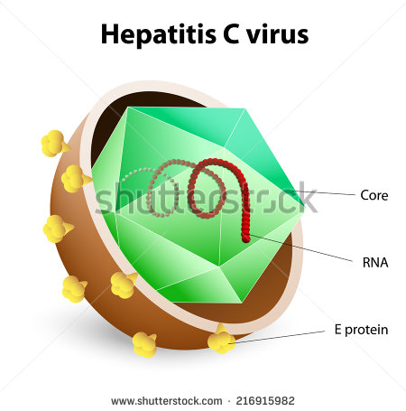 Simeprevir , efficace contro il genotipo 1 dell’Hcv