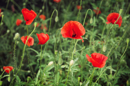 Svelato il segreto genetico della morfina