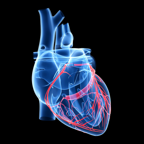 Nella coronaropatia le apolipoproteine possono predire eventi avversi cardiovascolari