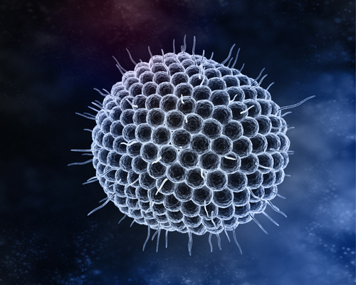 Incidenza, rischio e complicazioni dell’Herpes virus negli adulti asmatici