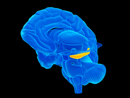 La respirazione coordina le oscillazioni cerebrali durante il sonno per consolidare la memoria