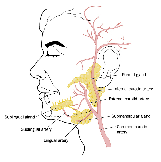 Scialorrea infantile: efficace legatura tetraduttale