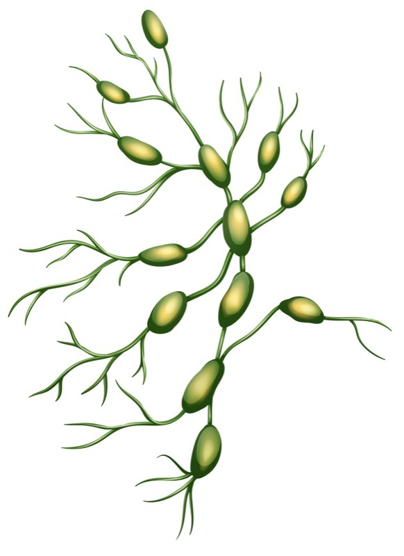 Melanomi: tecnica magnetica per la biopsia del linfonodo sentinella