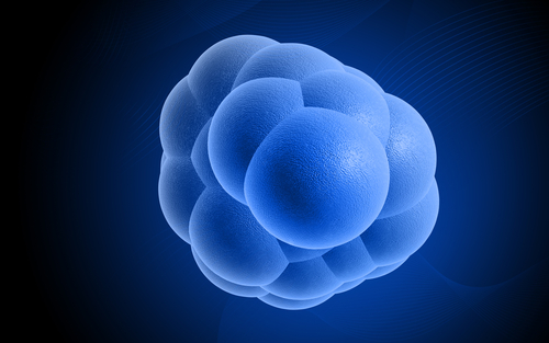 Leucemia acuta: trapianti di cellule staminali periferiche o di midollo?