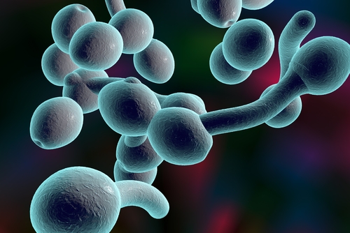 Candida glabrata: scoperto l’antidoto per questo fungo killer
