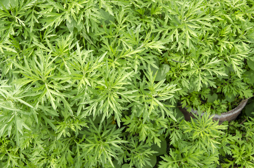 Malaria: artemisinina sicura in gravidanza