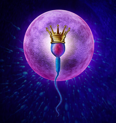 Hcv: effetti sui cromosomi dello sperma umano