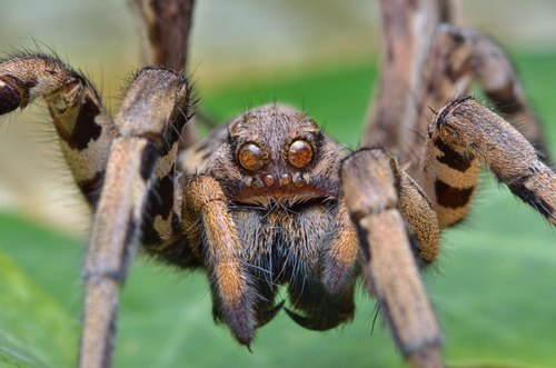 Dolore cronico: creato antidoto dal veleno della tarantola