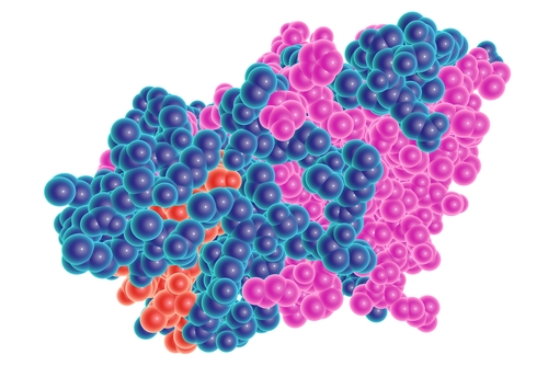Aterosclerosi: scoperto l’enzima chiave dell’infiammazione