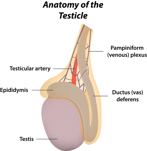 Neoplasie ematologiche con coinvolgimento testicolare
