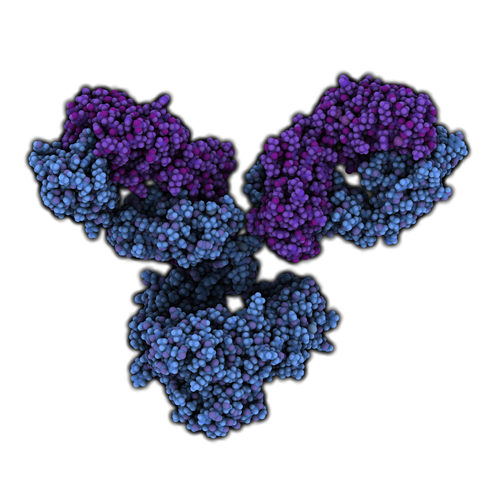 Artrite Reumatoide: scoperto il meccanismo antinfiammatorio di adalimumab