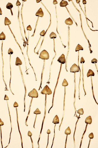 Depressione refrattaria: psichedelia sicura e forse efficace