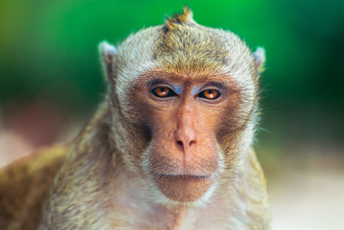 Trovato un anticorpo monoclonale che previene l’Hiv nelle scimmie