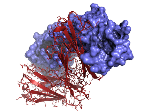 Sclerosi multipla: alemtuzumab affidabile nell’arco di 6 anni