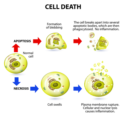 Tumori del colon: cascata apoptotica come target del trattamento