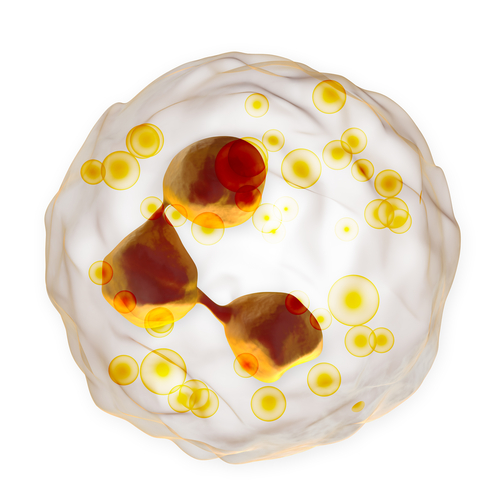 Asma: in dubbio il ruolo dei neutrofili