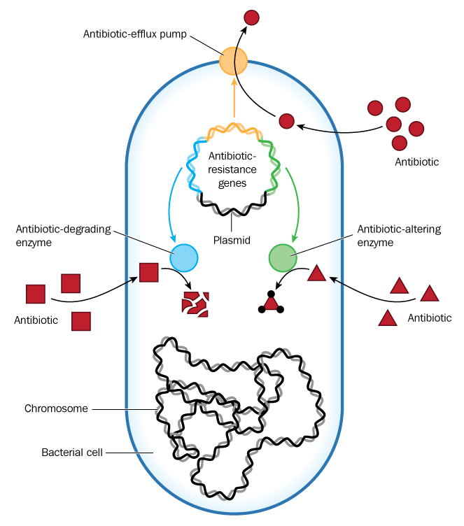 Antibioticoresistenza: gene mcr-1 non si diffonde facilmente