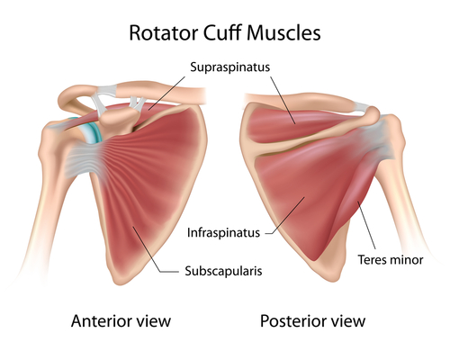 Riparazione cuffia rotatori: tempistica mobilizzazione non influenza esiti