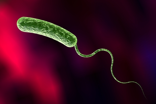 Modello collaborativo per lo sviluppo dei vaccini contro il colera