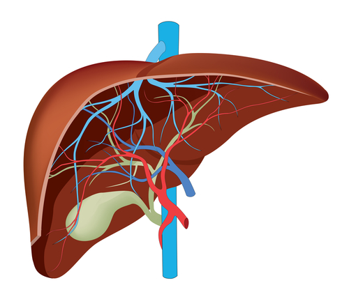 Epatite C, cirrosi ed ipertensione portale: soppressione virale riduce gradiente pressorio