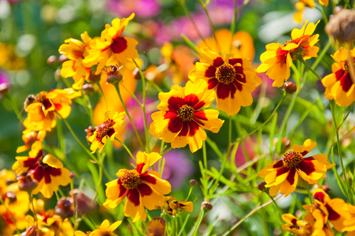 Fiori di Coreopsis tinctoria contro il danno epatico