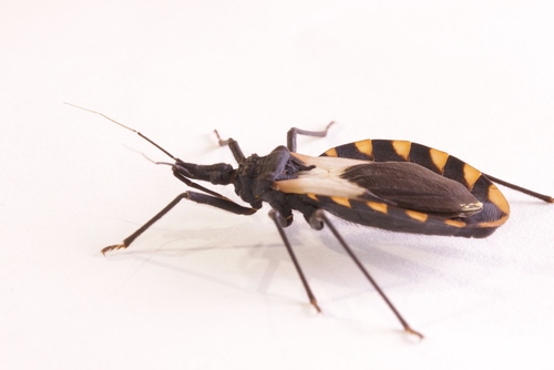 Morbo di Chagas: si stringono i tempi per un vaccino