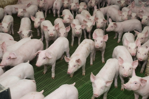 Inquinanti delle fattorie dannosi per i vicini