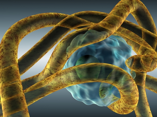 Malattie fungine: biomarcatori e scansioni TC per diagnosi precoce