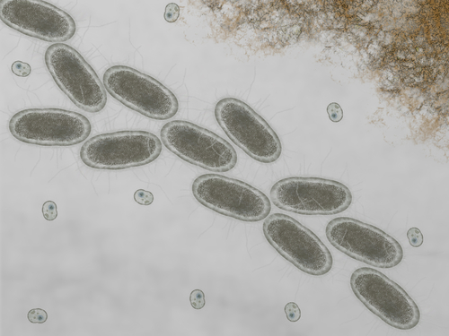 Escherichia coli: avanzamenti nei vaccini enterotossigeni orali