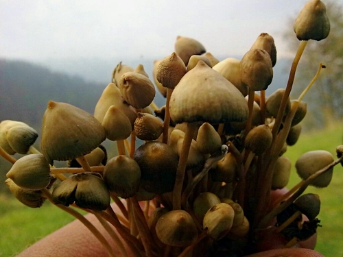 Effetto degli estratti di funghi su piastrine umane e coagulazione del sangue