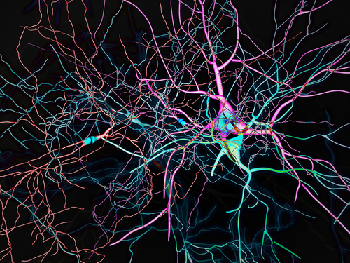 Ruolo dell’infiammazione nella neurodegenerazione dell’amiloidosi ATTRv-PN