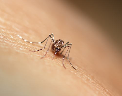 Arriva il caldo. Gli esperti: “Dopo le piogge, rischio invasione zanzare e zecche”