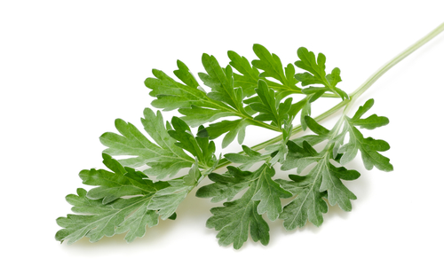 Reflusso: estratto di Artemisia campestris protegge la mucosa esofagea