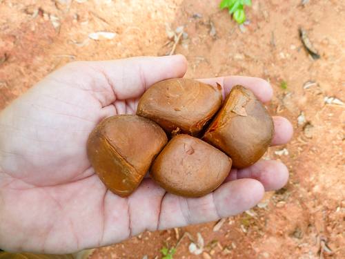 Mucosite orale: efficace olio di andiroba