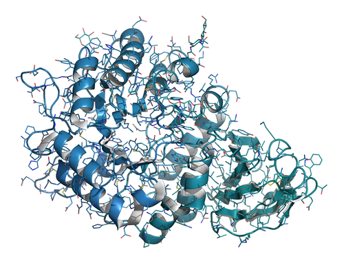 Malattia Fabry al femminile. Anidrosi riconducibile a ridotta innervazione ghiandole sudoripare?