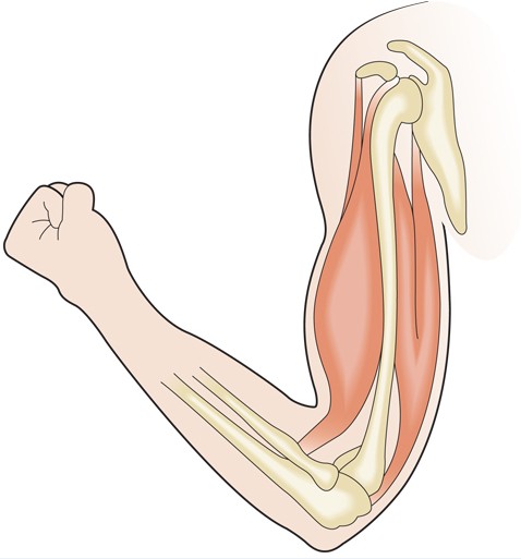 Sette giorni di nutrizione parenterale supplementare precoce utili al miglioramento di composizione corporea e forza muscolare