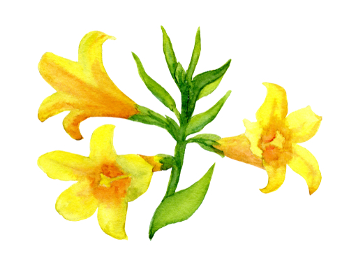 L’effetto ansiolitico del medicinale omeopatico Gelsemium sempervirens