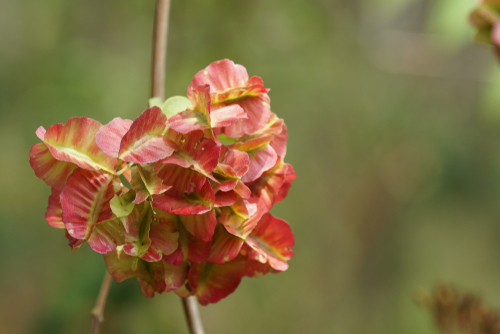 Eczema atopico: efficacia degli agenti a base di Tripterygium