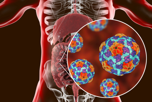 Epatiti croniche B e C: prove emergenti relative al ruolo delle cellule B