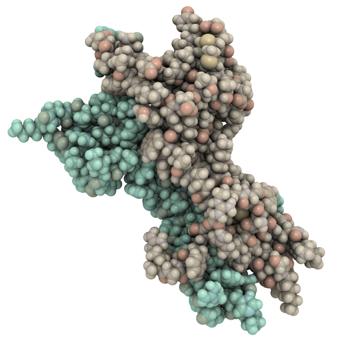 MPS I: l’importanza di avere curve di crescita ad hoc