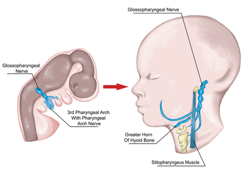 Tumori tiroidei: gestione chirurgica del nervo laringeo ricorrente compromesso