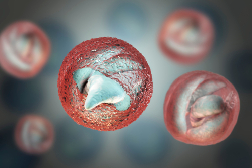 Criptosporidiosi: frequenza dei focolai in costante aumento