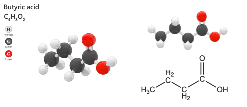 Malattie infiammatorie intestinali attive: ridotta risposta epiteliale al butirrato