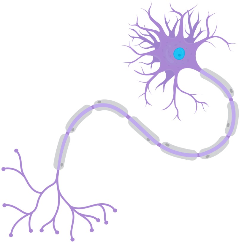 Potenziali evocati dal freddo per valutare funzionalità sistema nervoso autonomo nella Fabry