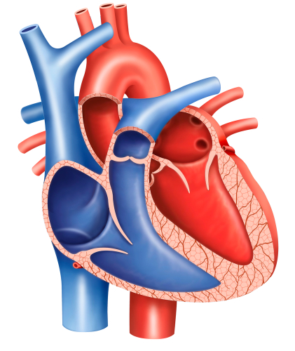 Malattia di Fabry: miectomia del setto utile nei casi di ipertrofia ventricolo sinistro