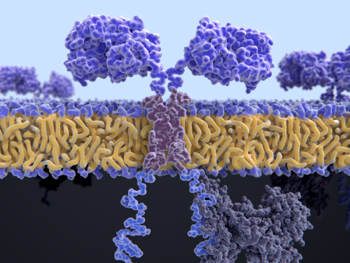 Terapia Car-T: i benefici nei pazienti più anziani