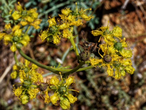 Azione sinergica anti-Hcv estratto Ruta Angustifolia ed inibitore proteico NS3