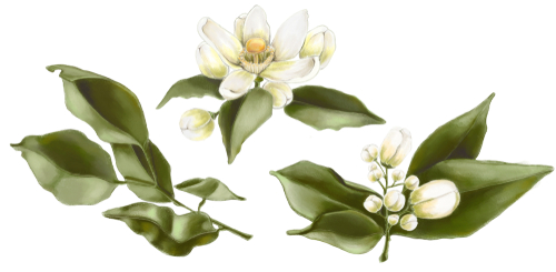 Depressione post-parto: efficace il thè di magnolia